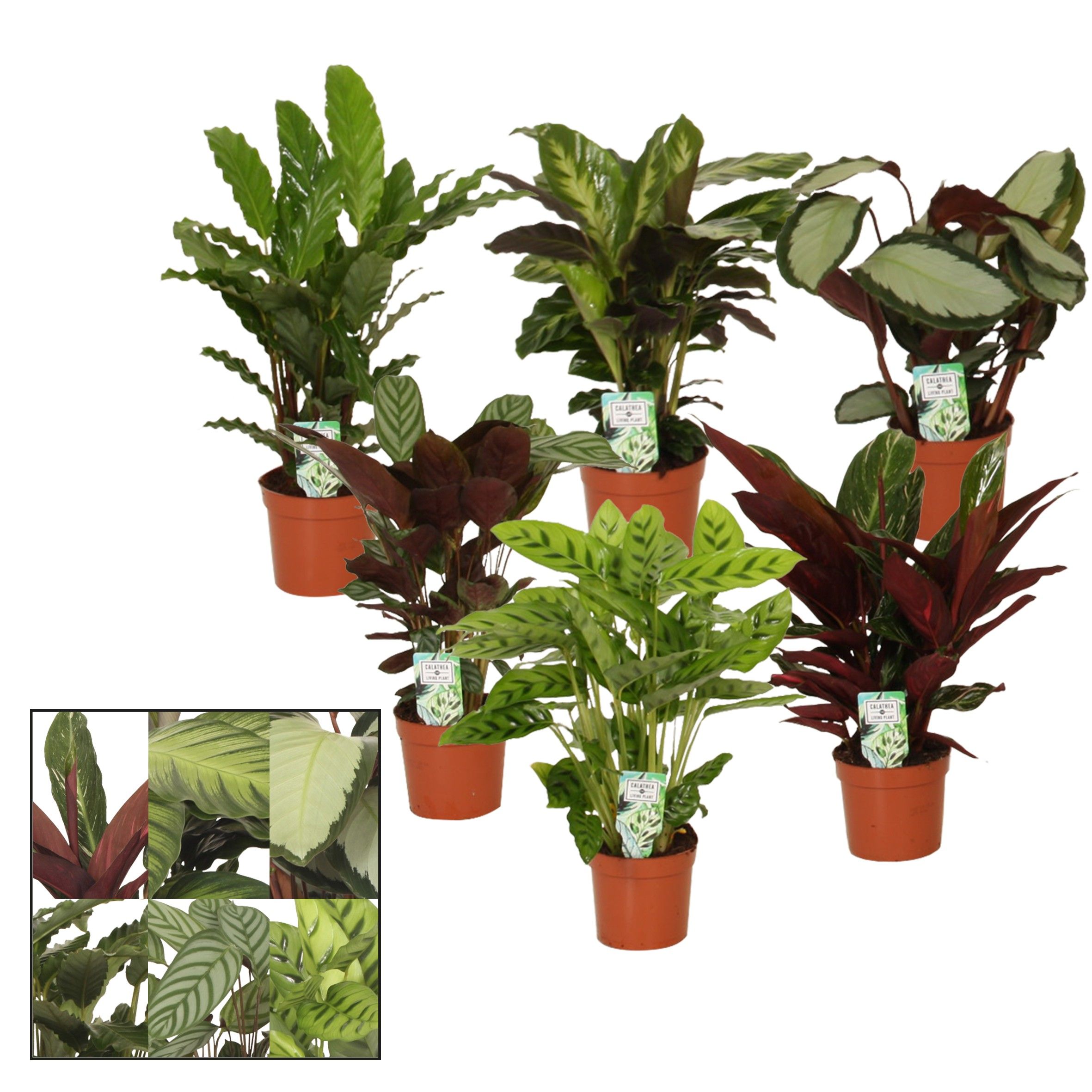Calathea Mix Peacock Plant