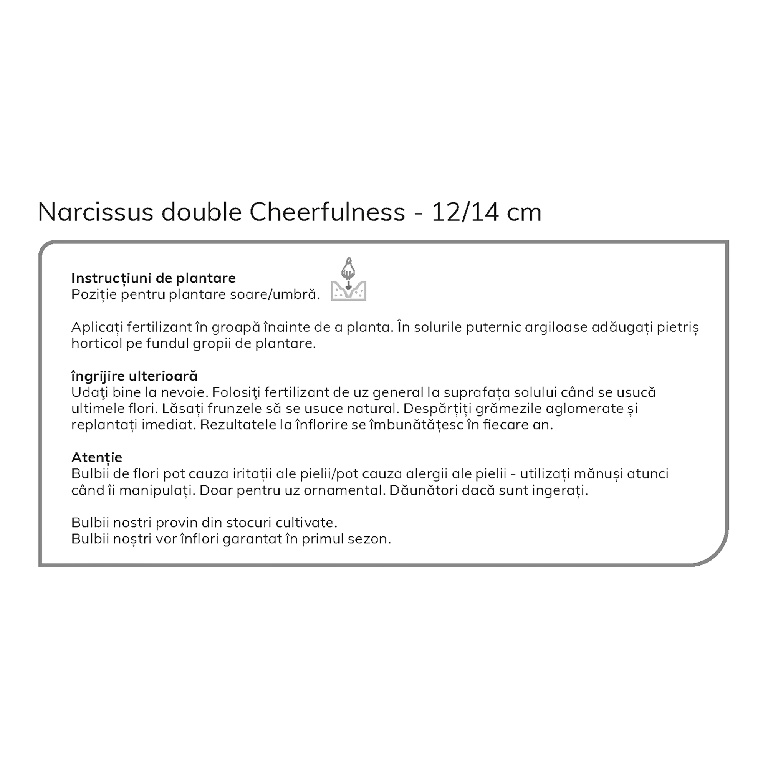 Bulb VERVE Narcisa Cheerfulness, alb