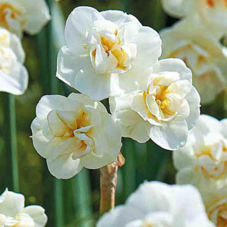 Bulb VERVE Narcisa Cheerfulness, alb