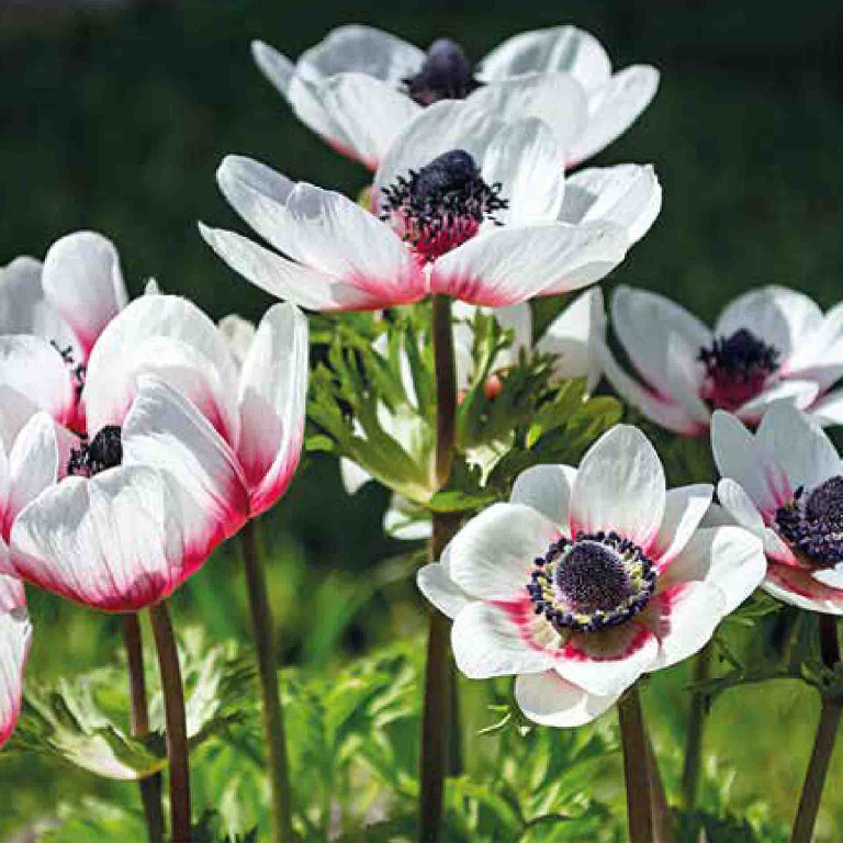 Bulbi anemone bicolor VERVE, 15 bucati