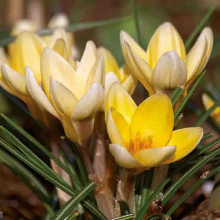 Bulbi VERVE Crocus Romance, galben