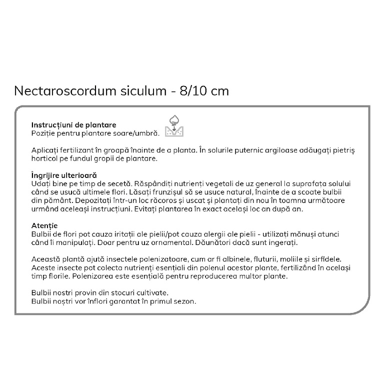 Bulbi Ceapa decorativa bulgareasca Nectaroscordum Siculum, 12 bucati
