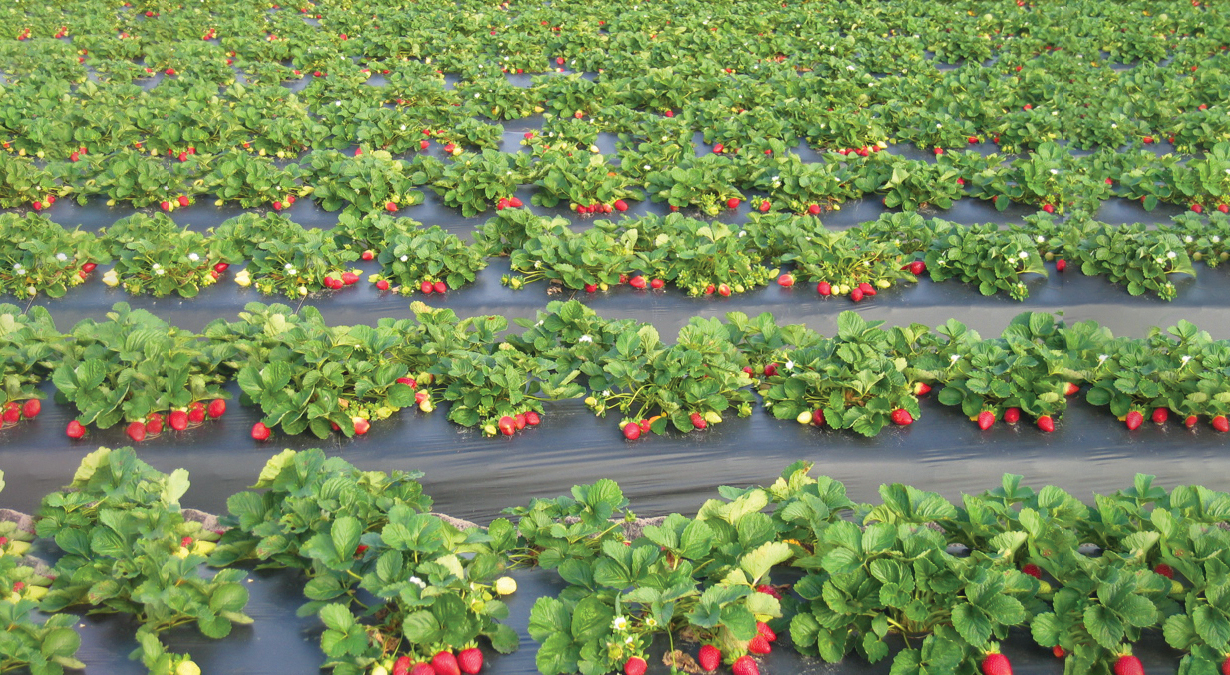 Folie Mulcire Antiburieni,  3.2 x 15 m  Vodaland