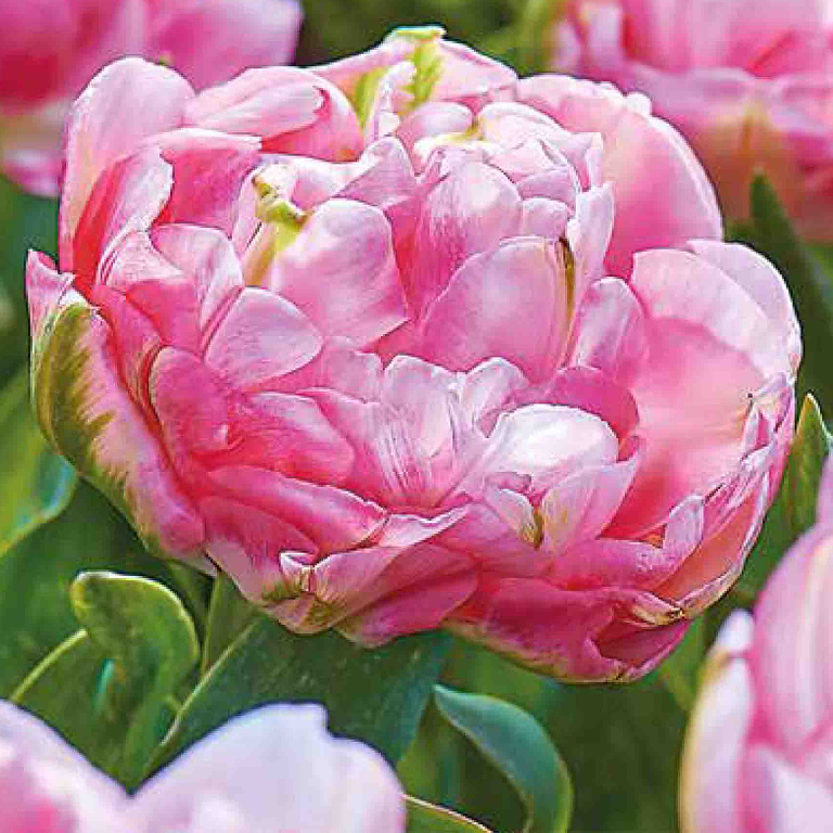 Bulb VERVE Lalea Finola, roz