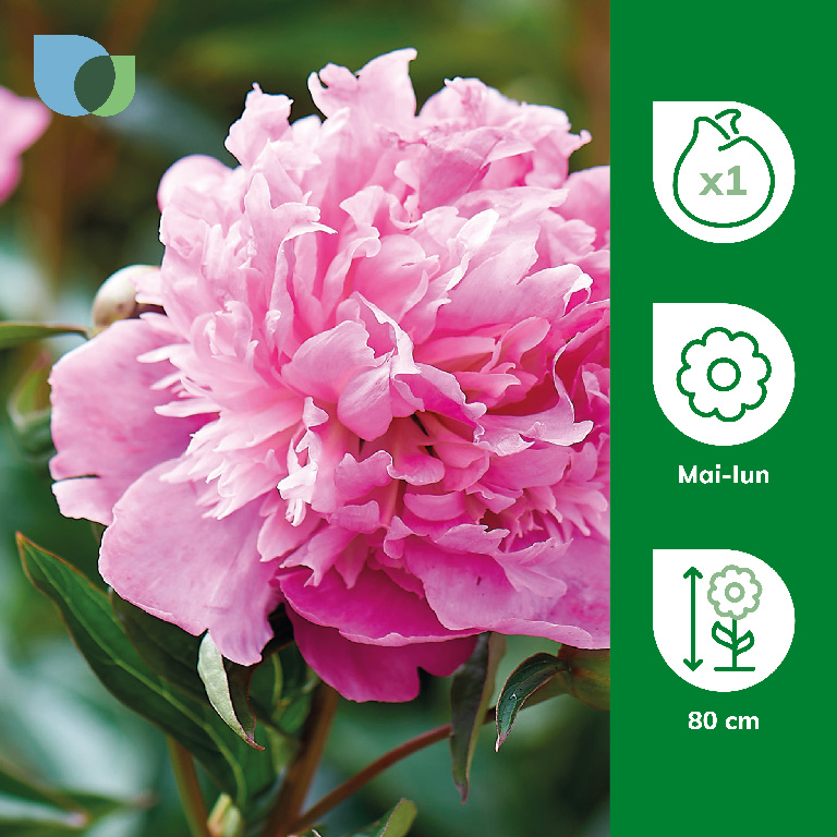 Bulb bujor Monsier Jules Elie VERVE, 1 bucata