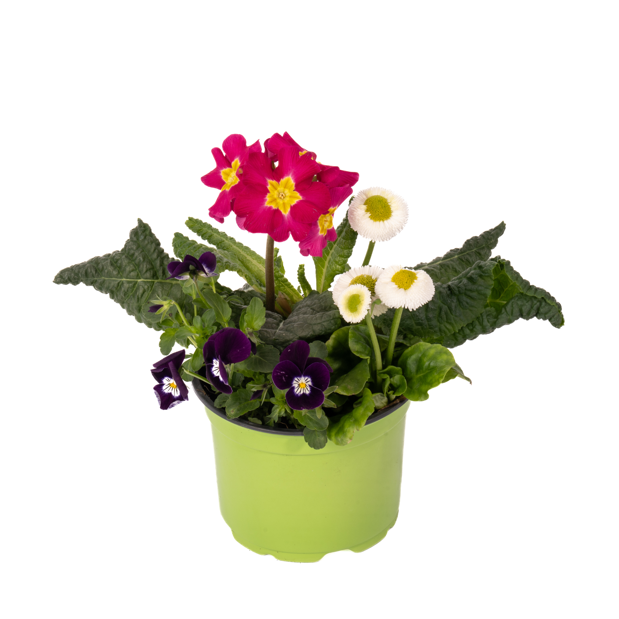 Aranjament 3 Plante Primavara D13