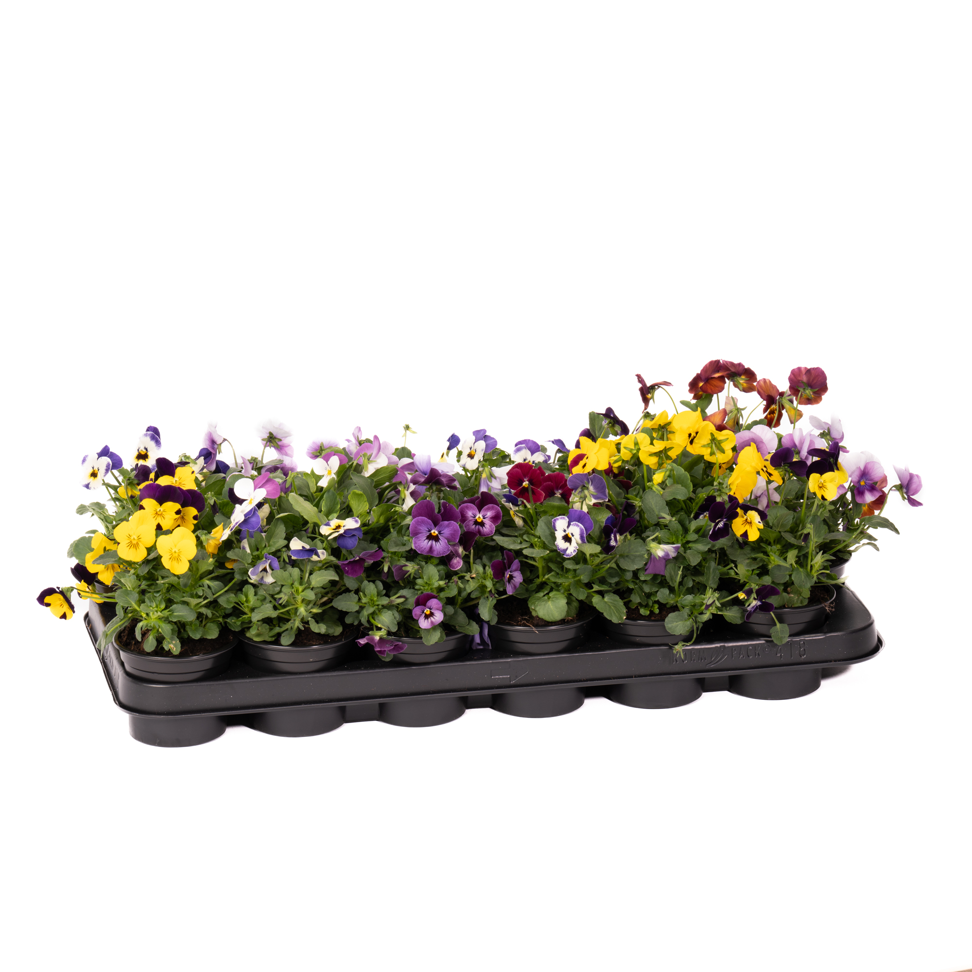 Viola Cornuta D9Cm
