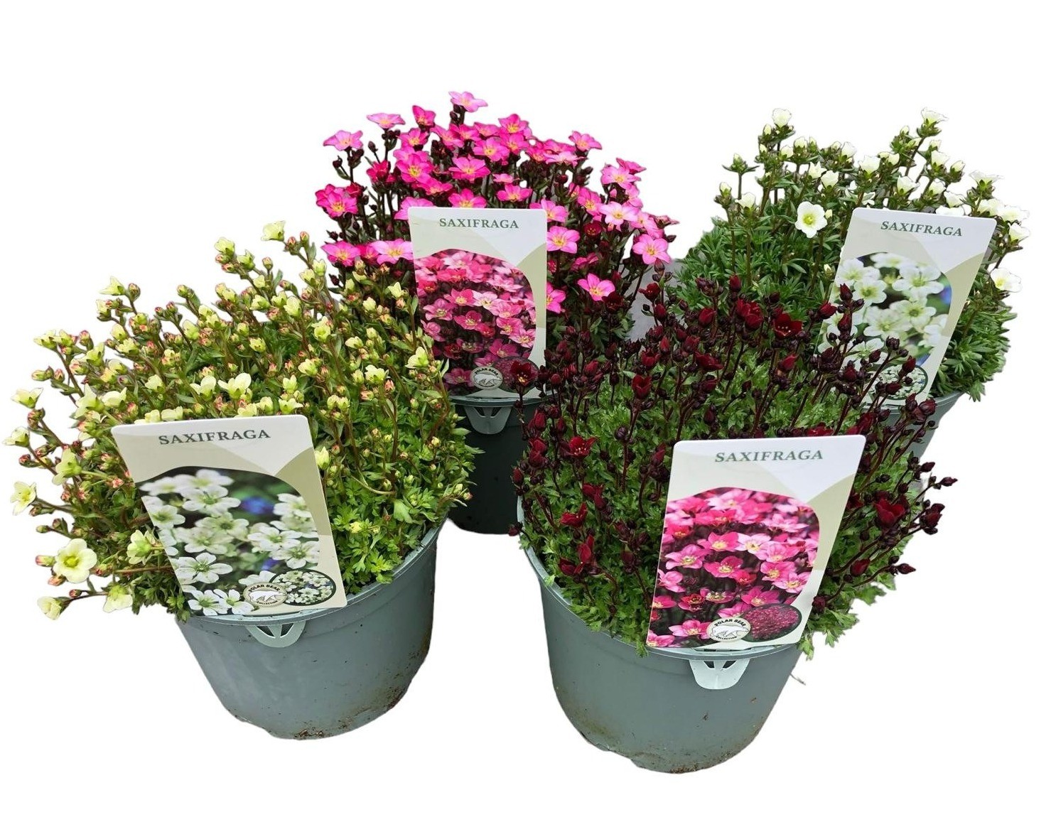 Mix Saxifraga D17 Cm