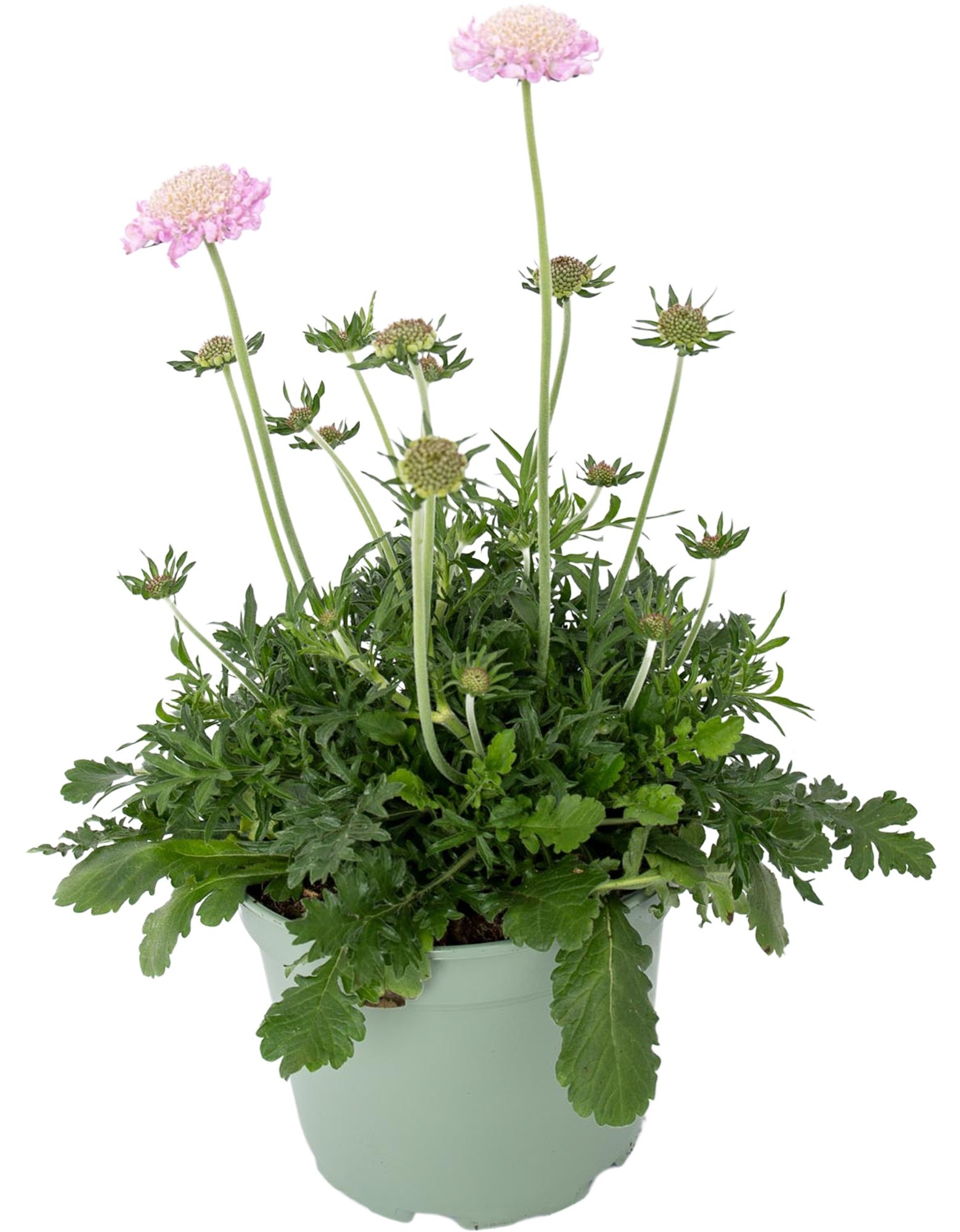 Scabiosa Roz Mist D17 Cm