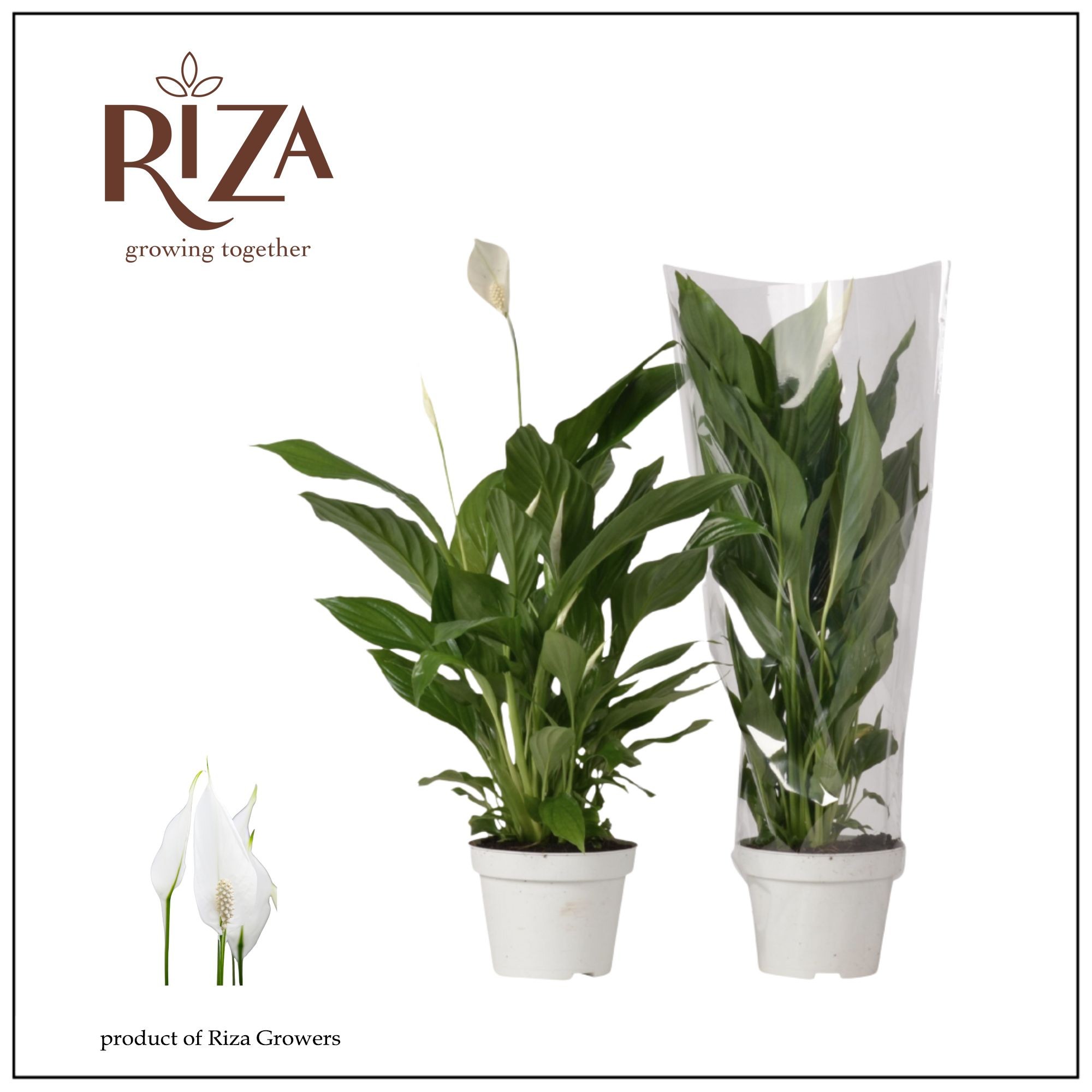 Planta de interior Crinul Pacii Strauss, D13 cm