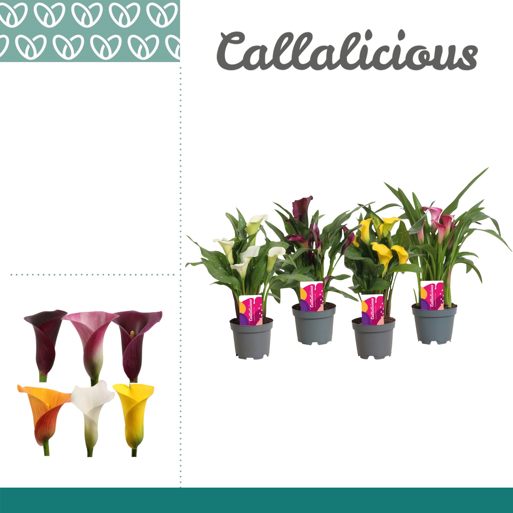 Calla Zantedeschia D10.5 Cm