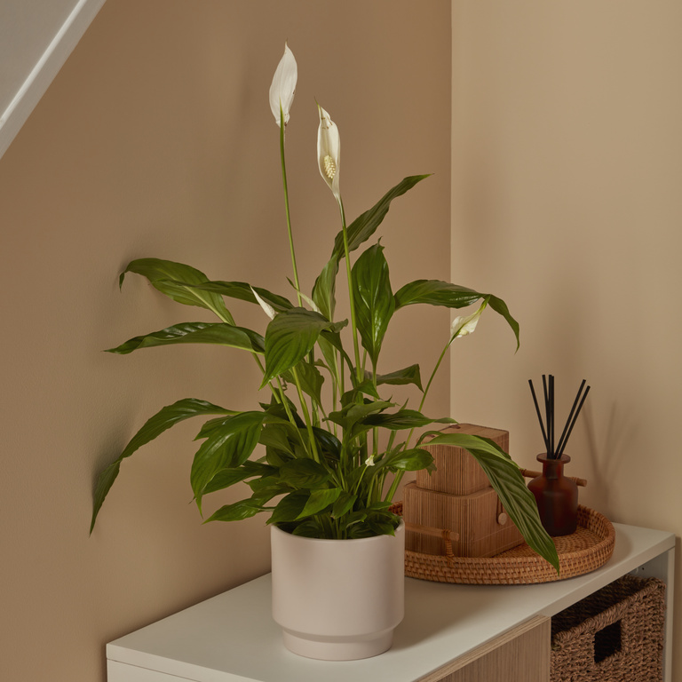 Planta Crinul Pacii, ghiveci inclus, D12, alb