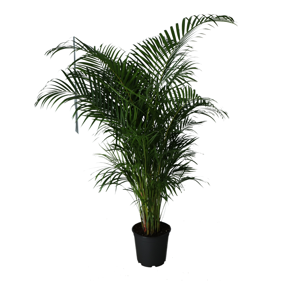 Planta Butterfly Palm, ghiveci inclus, D24, verde