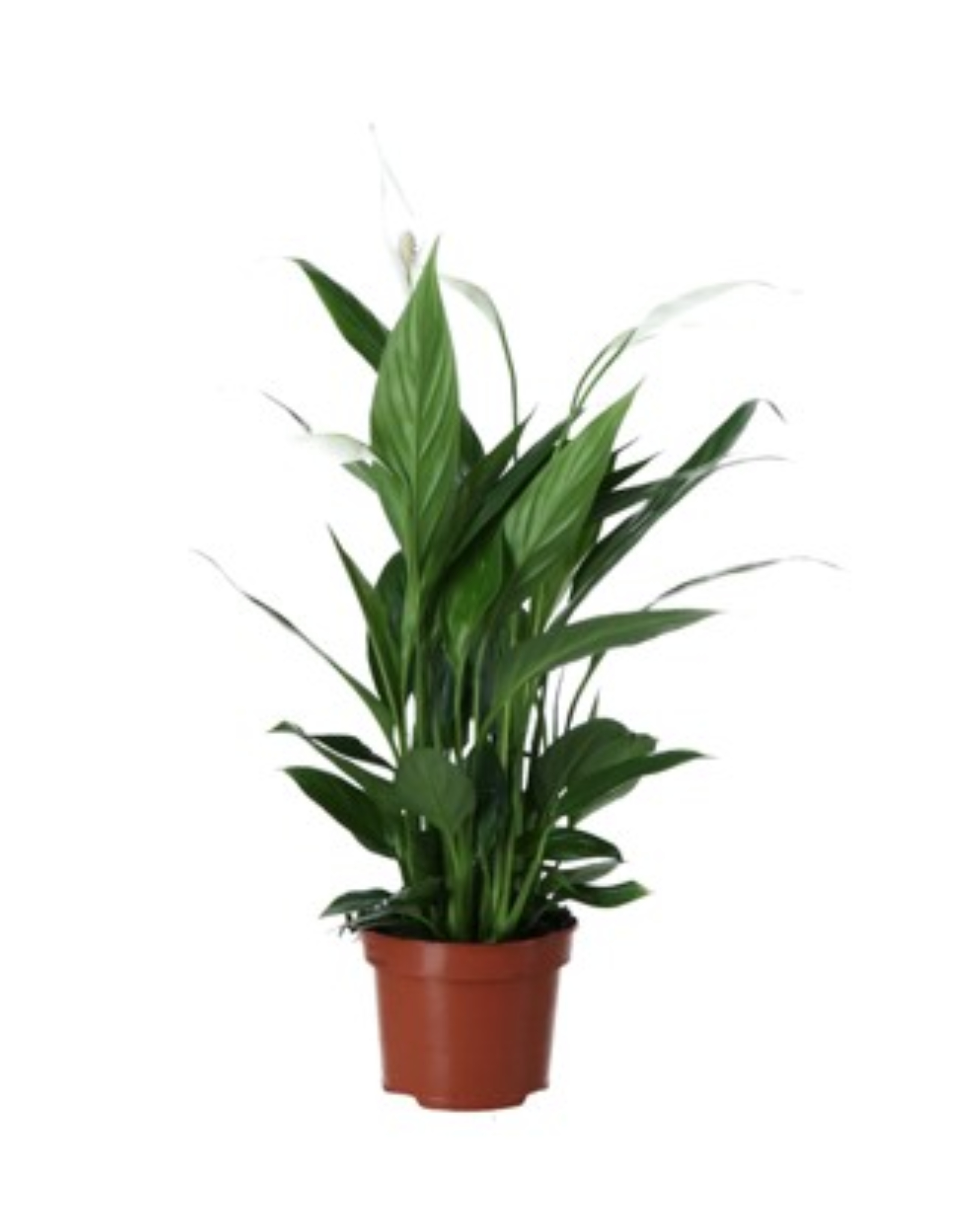 Planta Crinul Pacii VERVE, ghiveci inclus, D17, alb