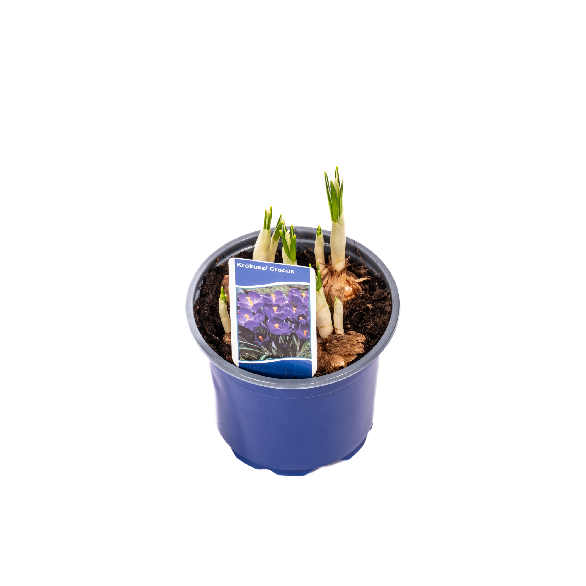 Crocus Vernus D9Cm