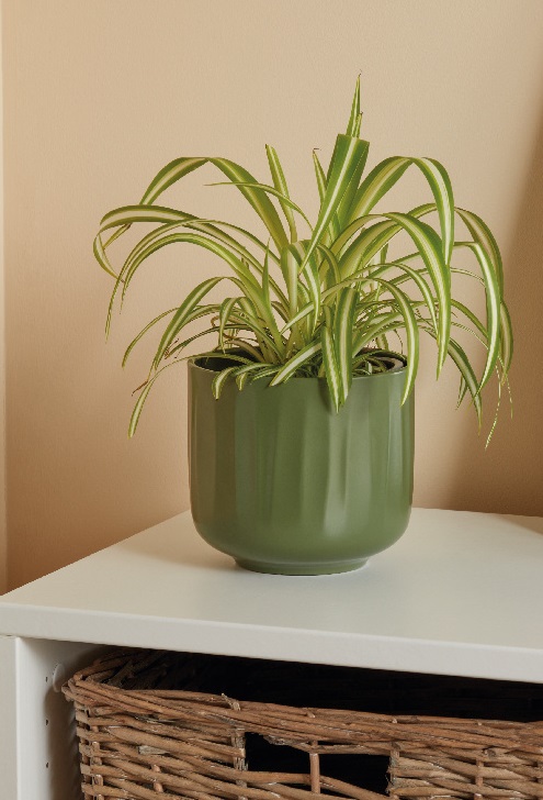 Planta Spider VERVE, ghiveci inclus, D12, verde