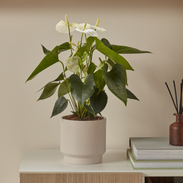 Planta Mix Anthurium VERVE, ghiveci inclus, D14, diverse culori