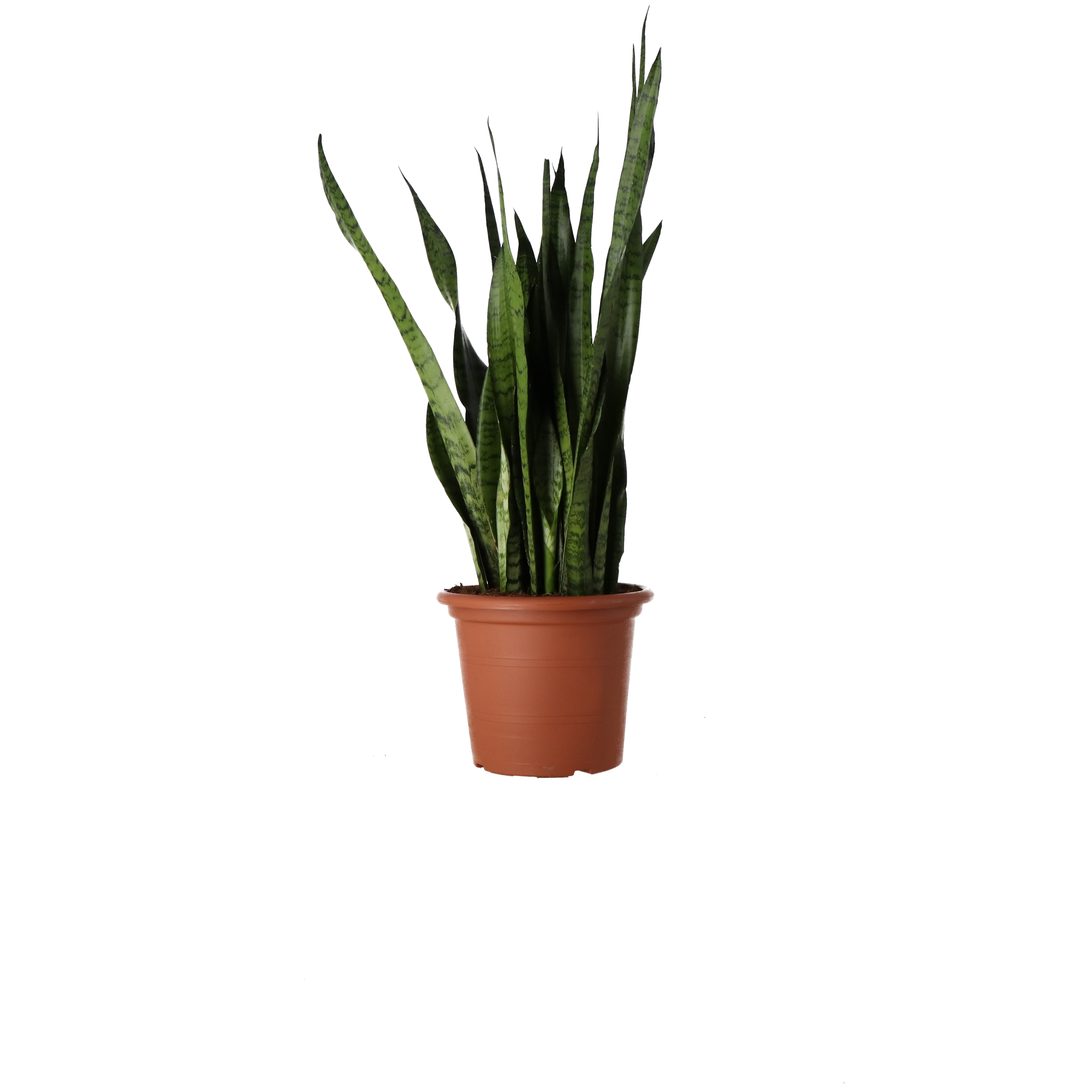 Planta Sansevieria Zeylanica, ghiveci inclus, D14, verde