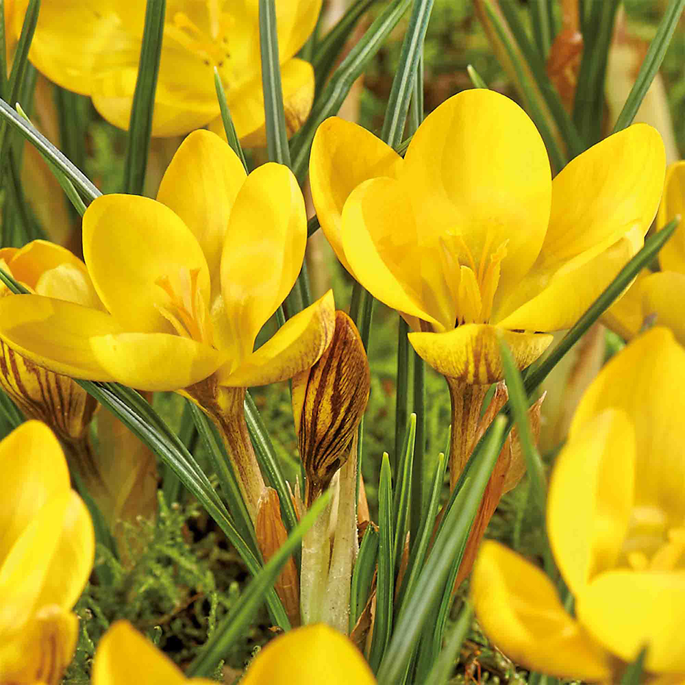 Bulb VERVE Brandusa Dorothy, galben