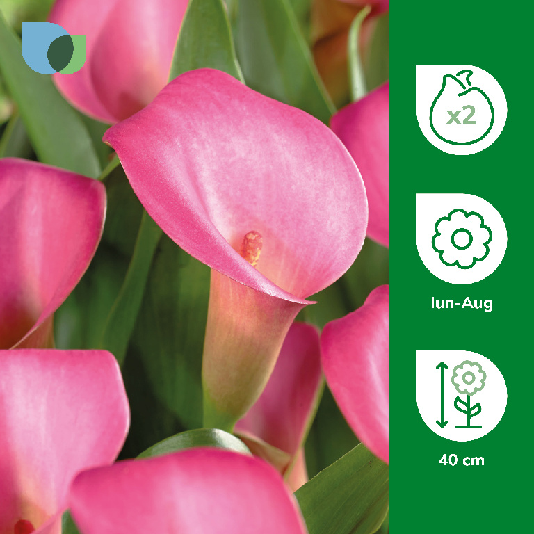 Bulbi VERVE Calla Le Reve, roz