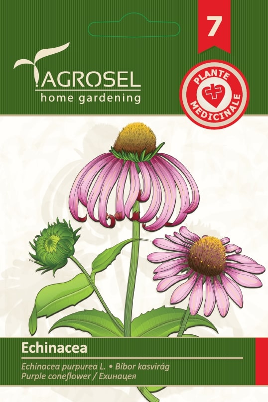 Echinacea