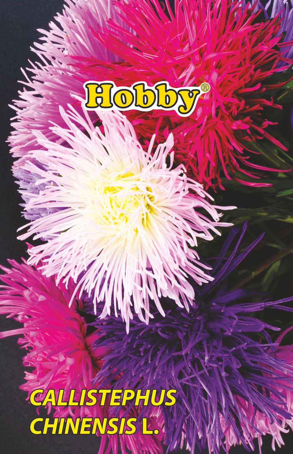 Seminte Ochiul Boului Urias HOBBY, multicolor