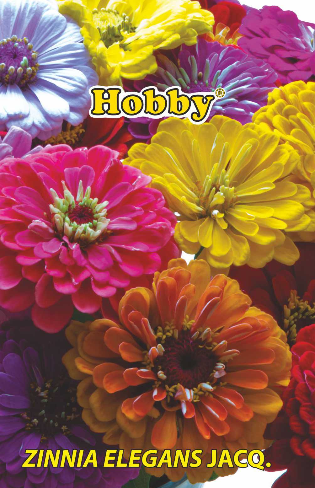 Seminte Carciumarese Urias HOBBY, multicolor