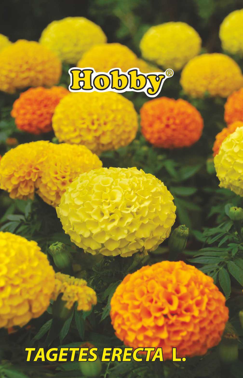 Seminte Craite Urias HOBBY, galben