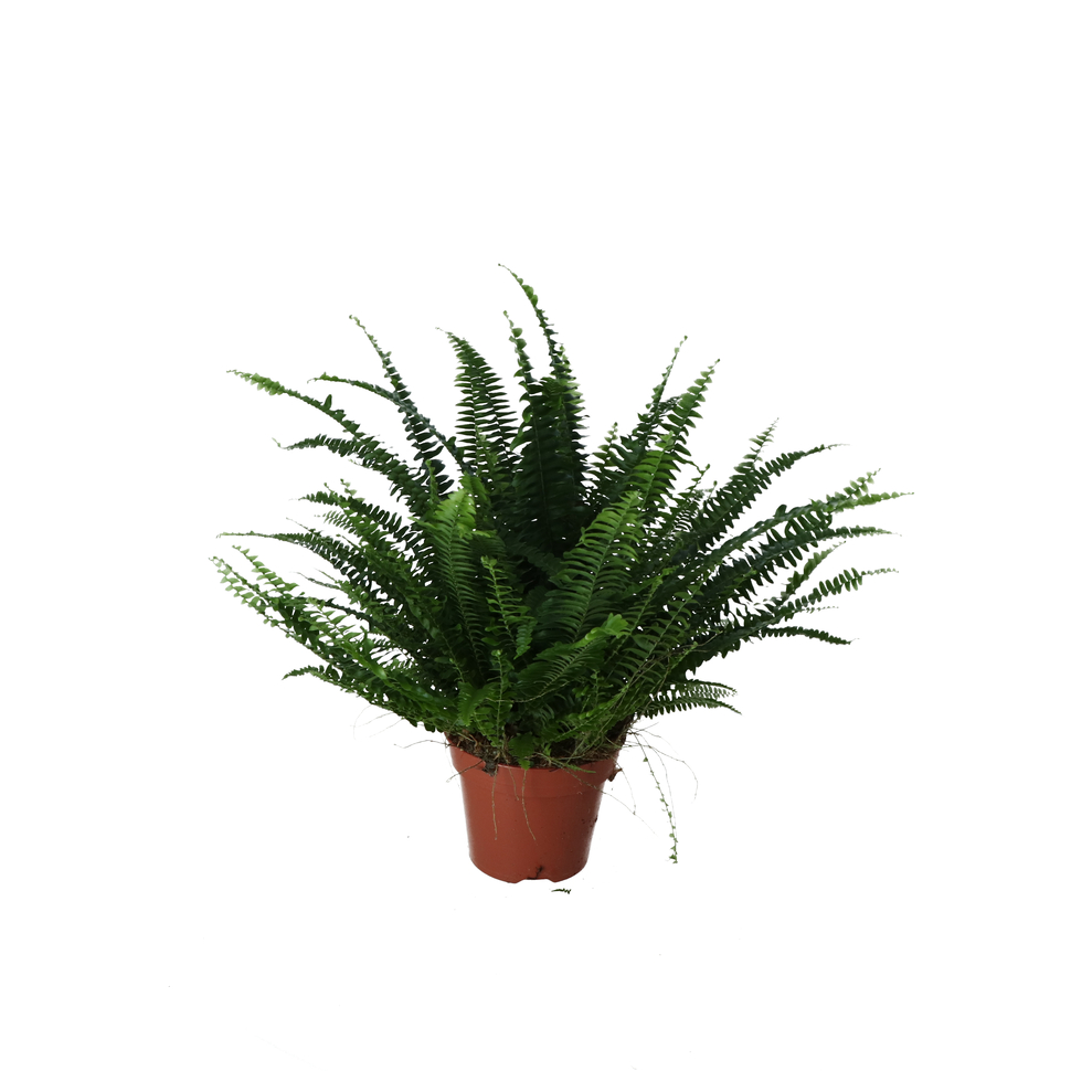 Planta de interior Boston Fern D12 cm H25 cm