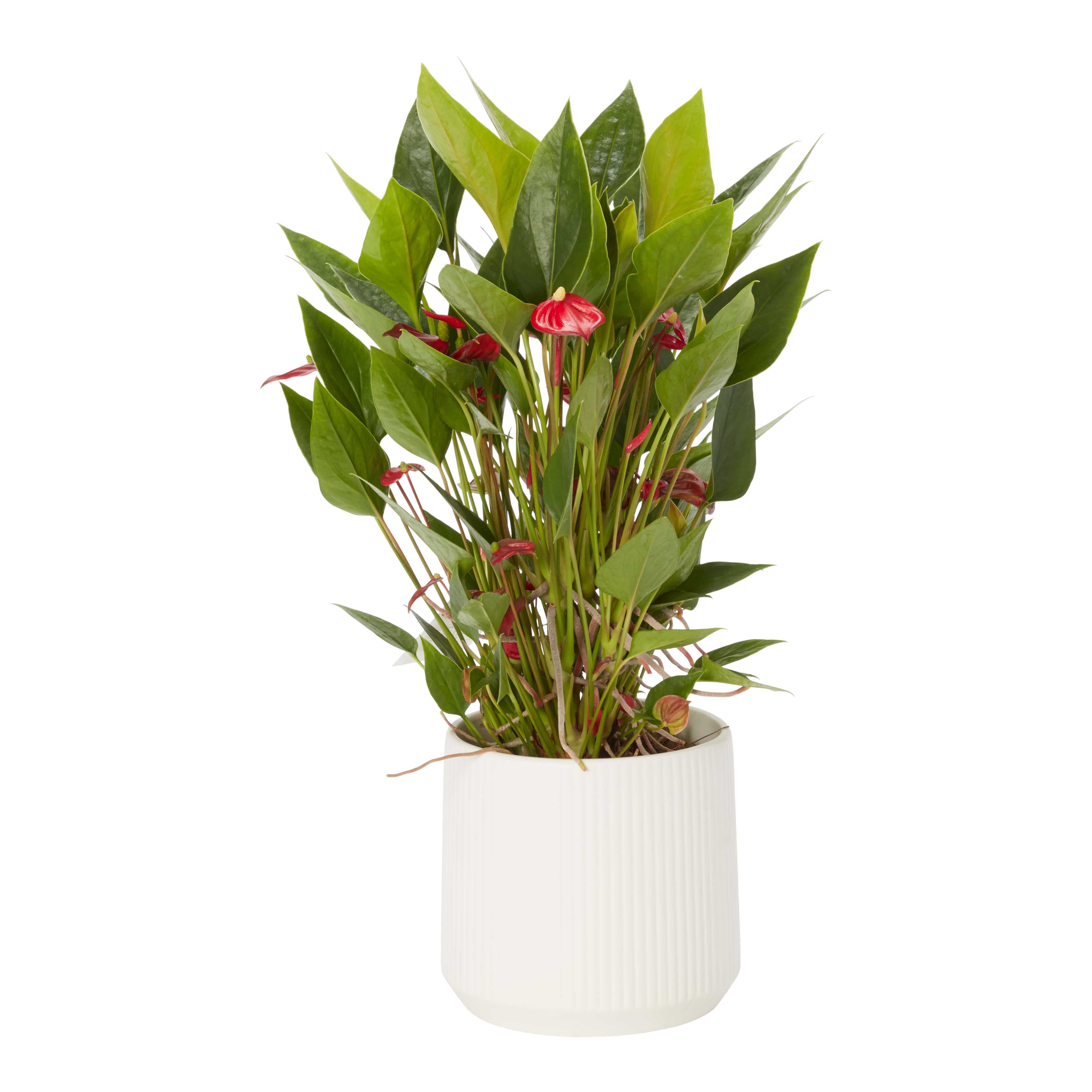 Planta Anthurium VERVE, ghiveci inclus, D12, rosu