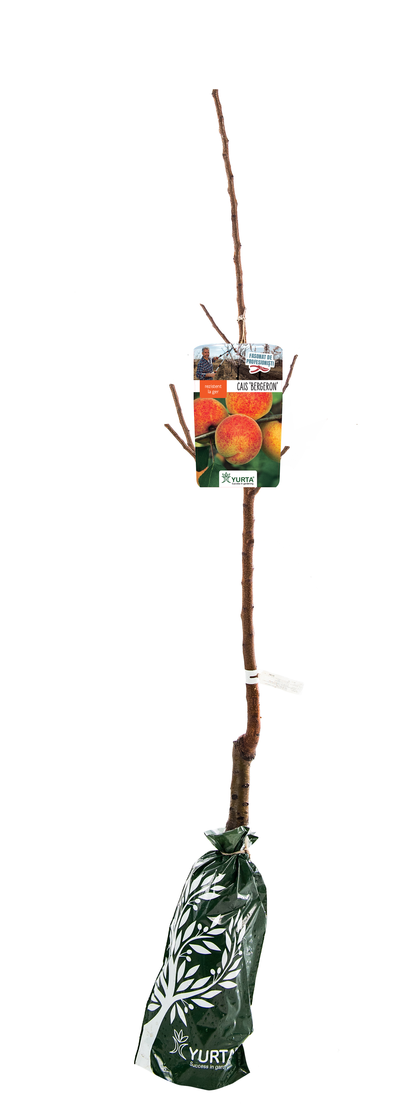 Cais Fasonat H120Cm