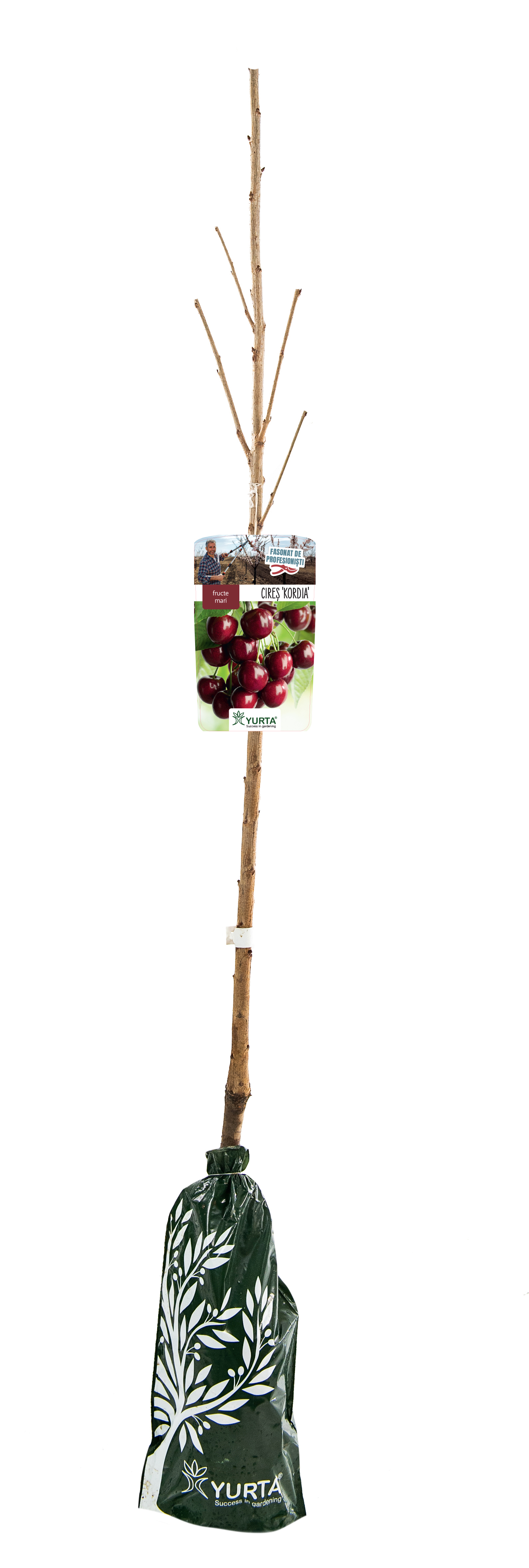 Cires Fasonat H120Cm