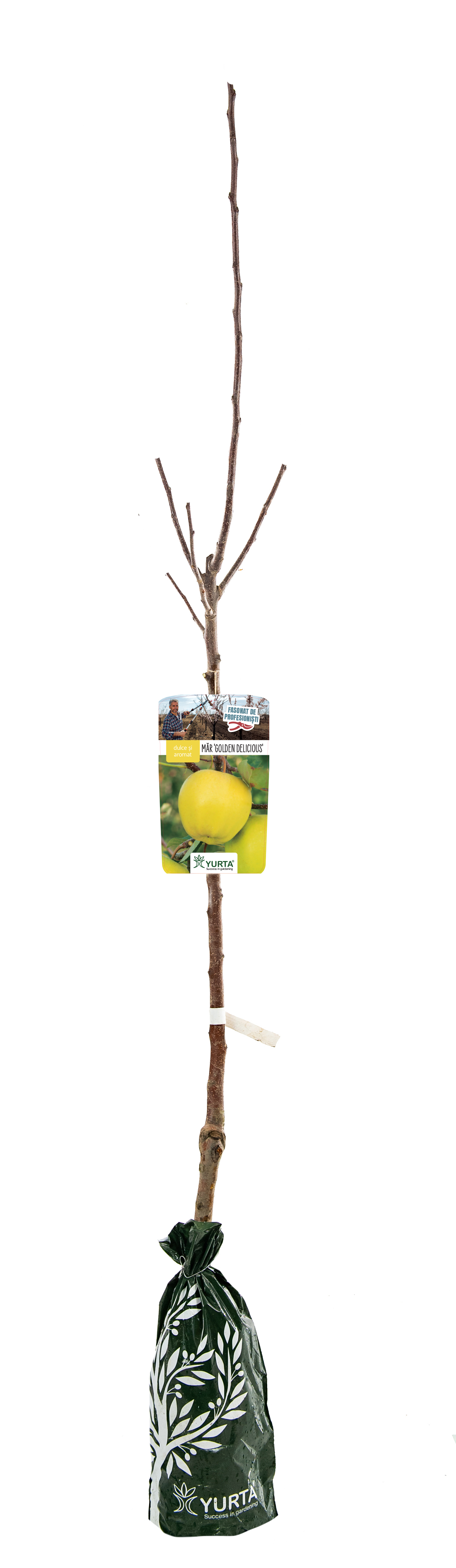 Mar Fasonat H120Cm