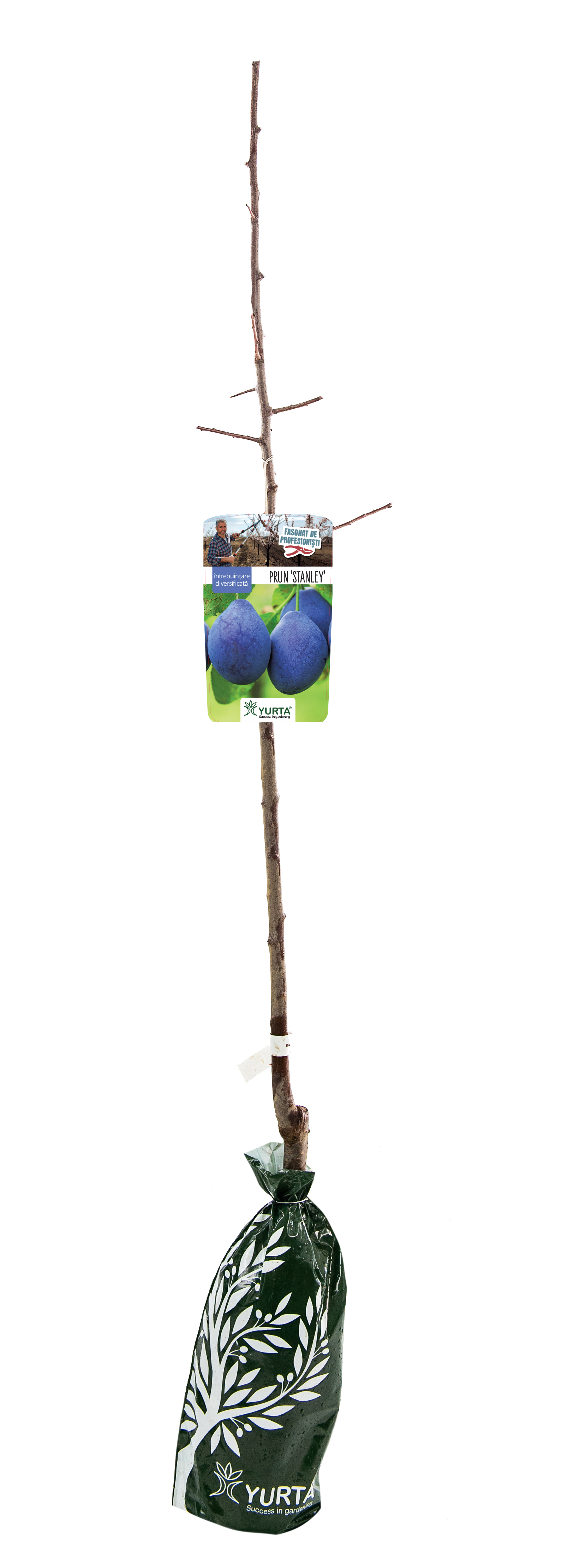 Prun Fasonat H120Cm