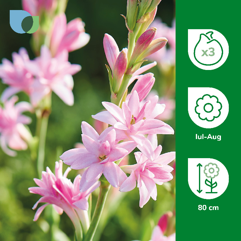 Bulb Tuberoza Pink Parfait VERVE, roz