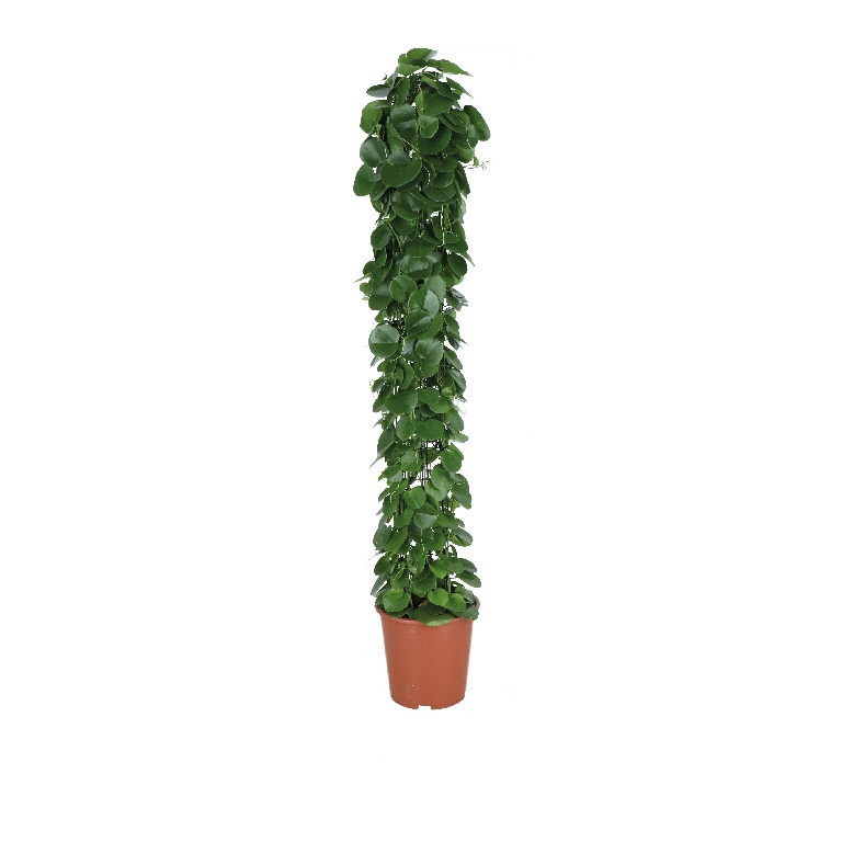 Planta Cissus Rotundifolia, ghiveci inclus, D27, verde