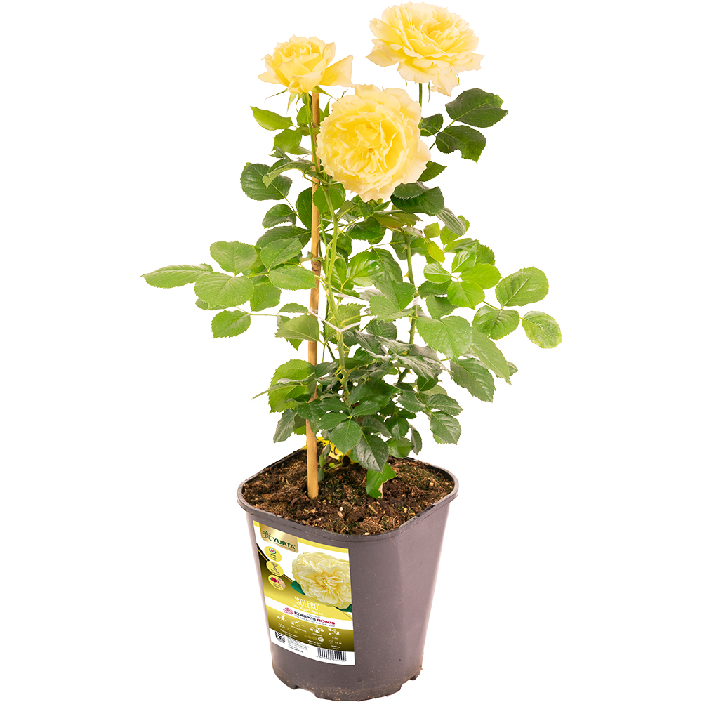 Trandafir Kordes, 4L
