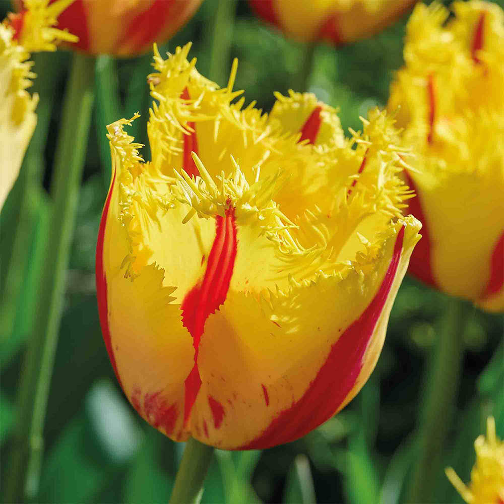 Bulb VERVE Lalea Party Clown, galben