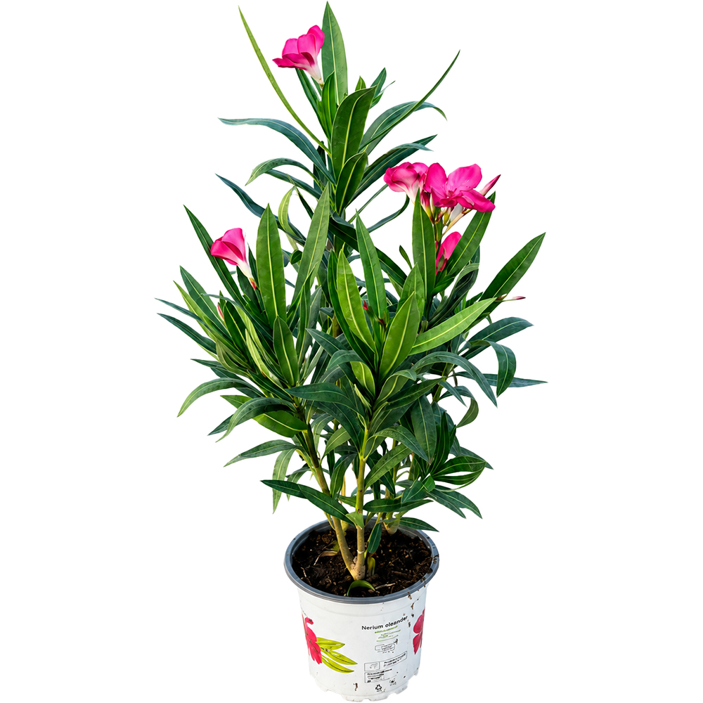 Leandru (Nerium oleander), D15 cm, H40-50 cm