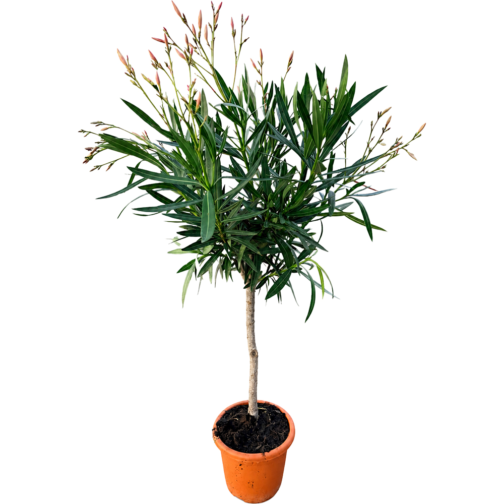 Leandru (Nerium oleander), 1 tija, D20 cm, H50-60 cm
