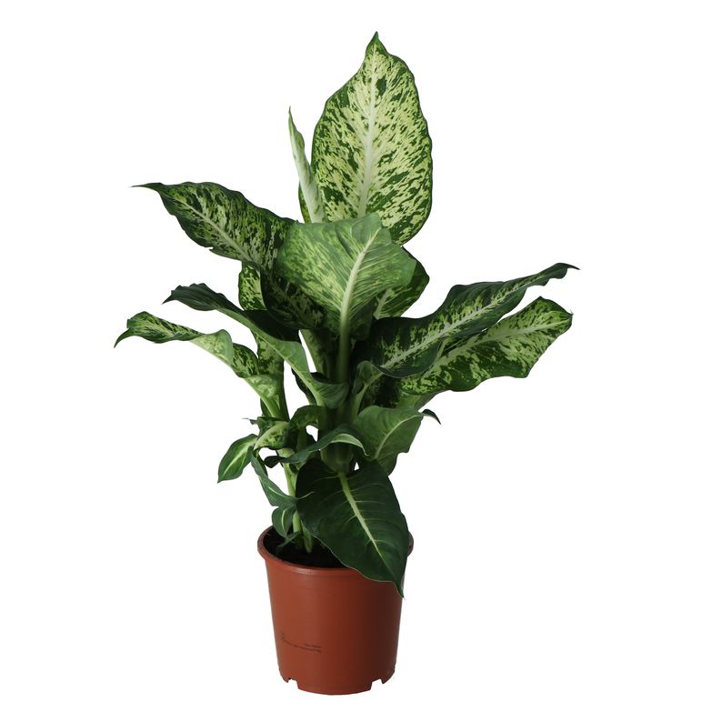 Planta Dieffenbachia Marsh, ghiveci inclus, D17, verde