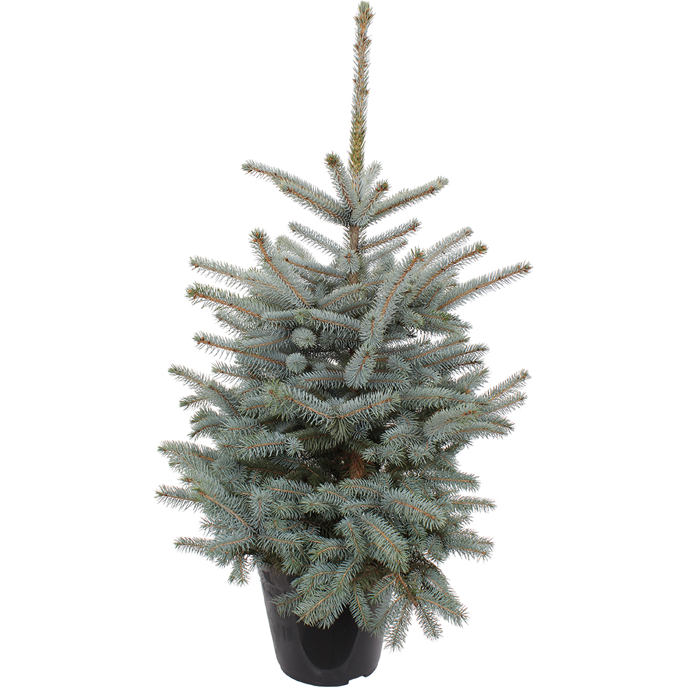 Brad natural crescut in ghiveci, Baby Blue, 80 - 100 cm
