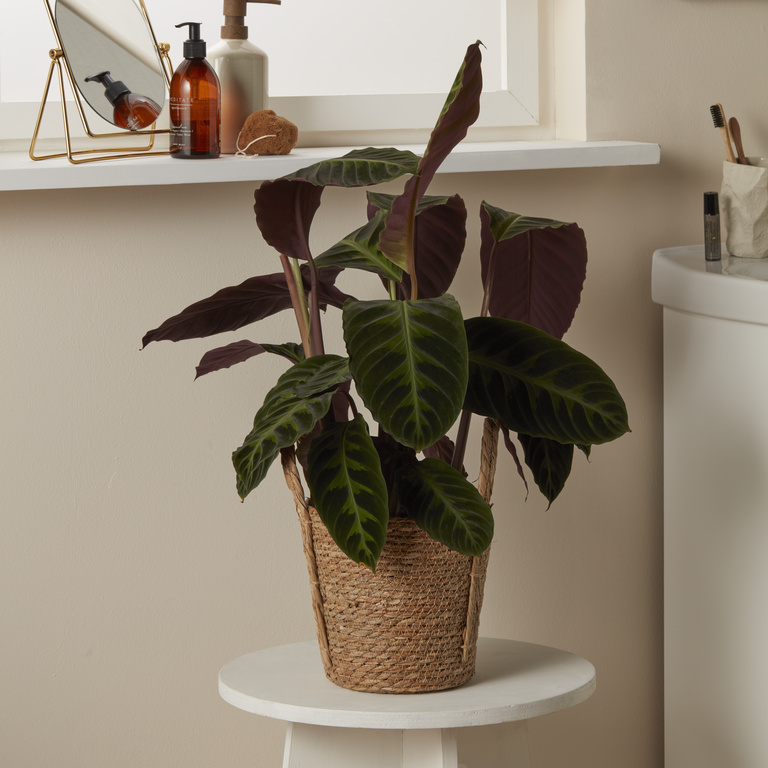 Planta Calathea, ghiveci inclus, D19, verde