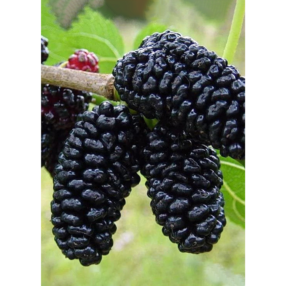 Pom fructifer Dud negru, 150 cm