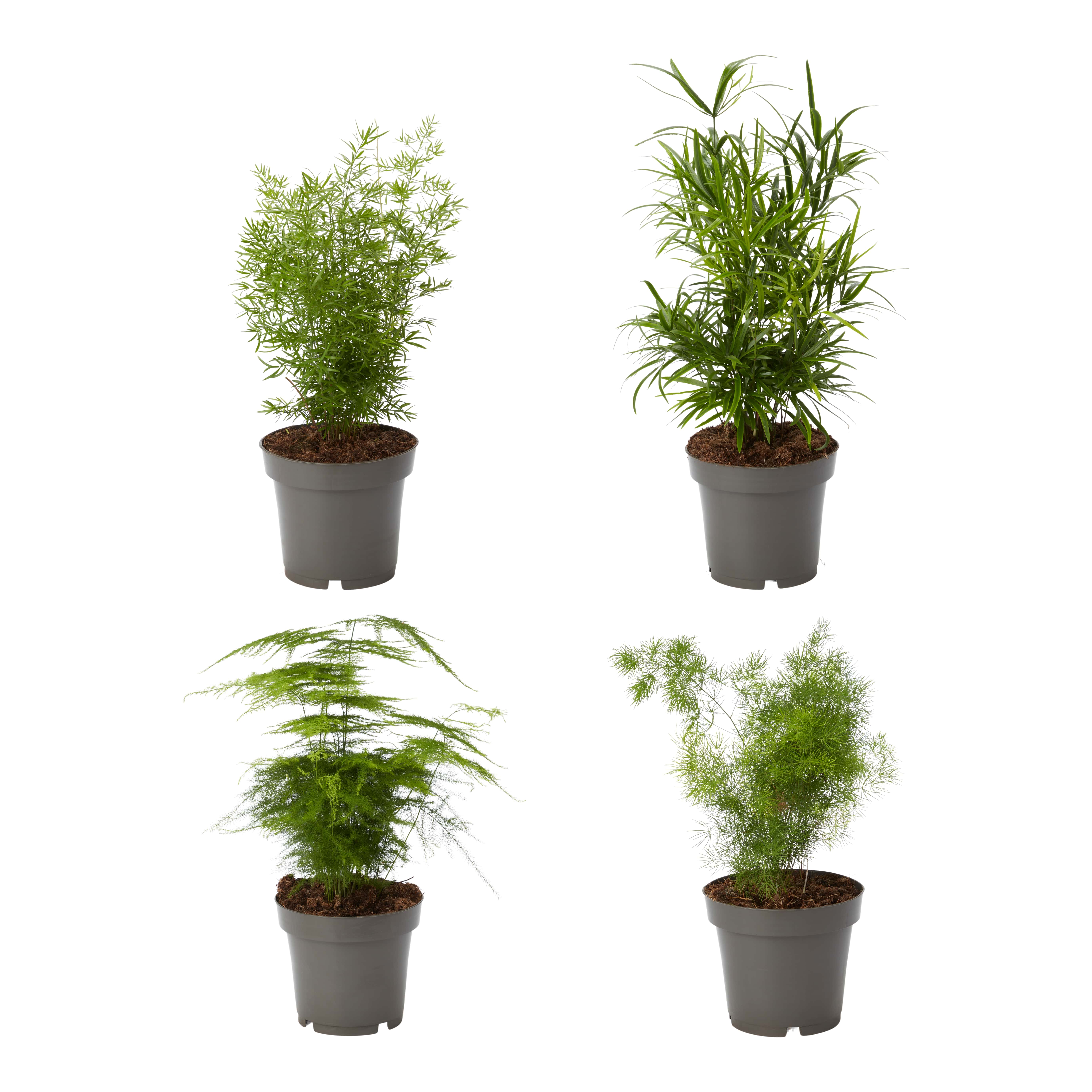 Planta de interior, Asparagus MIX D12 cm H25 cm
