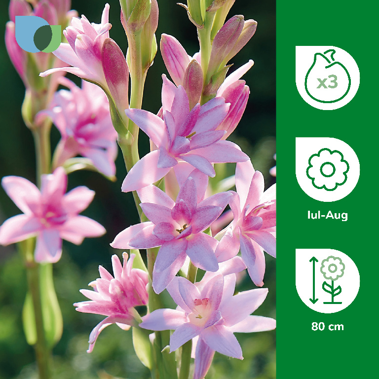 Bulb Tuberoza Chia Nong VERVE, roz