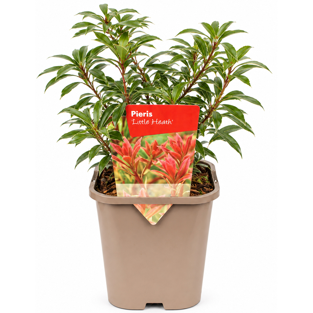 Pieris japonez Little Heath (Pieris japonica), H 20-25 cm
