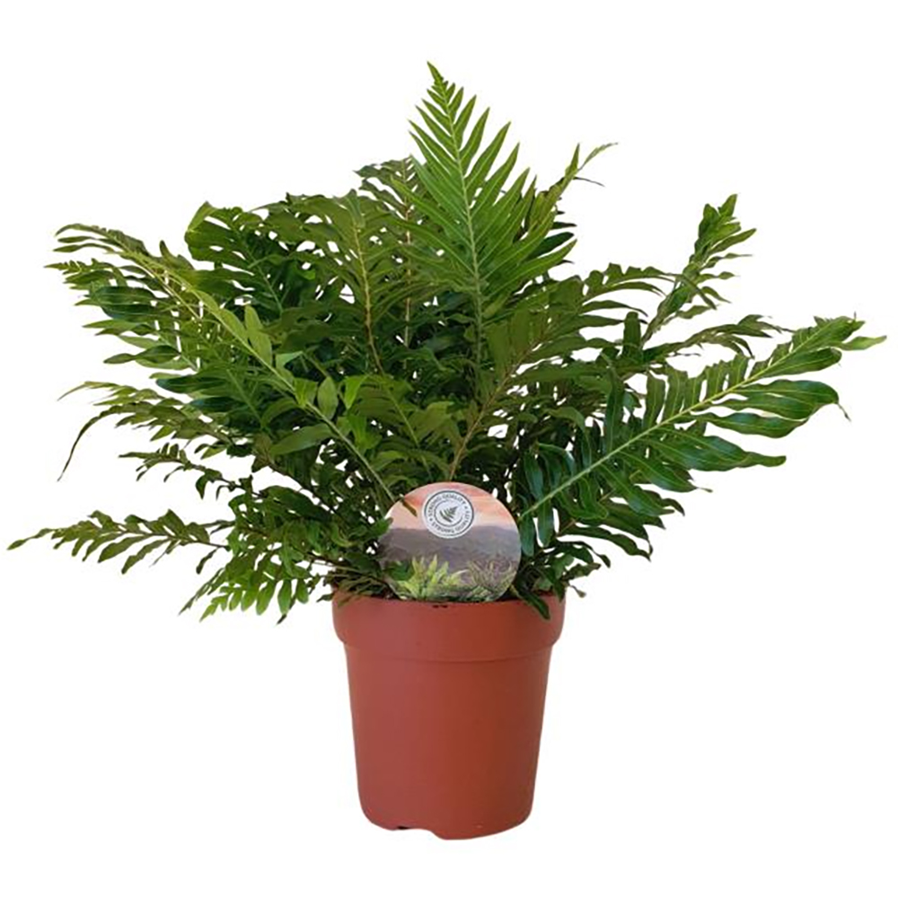 Planta de interior Feriga Blechnum Silver Lady, D12 cm