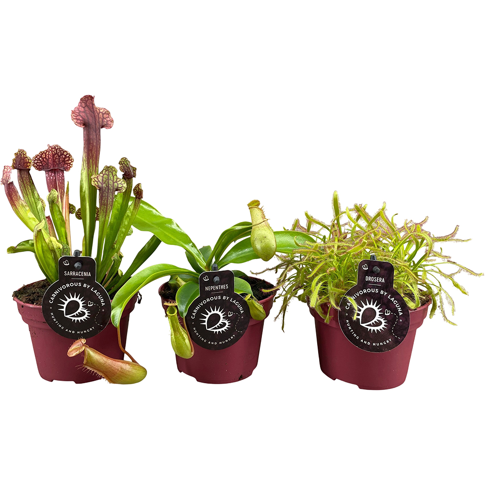 Mix Plante Carnivore, D 12 cm, H 20 cm