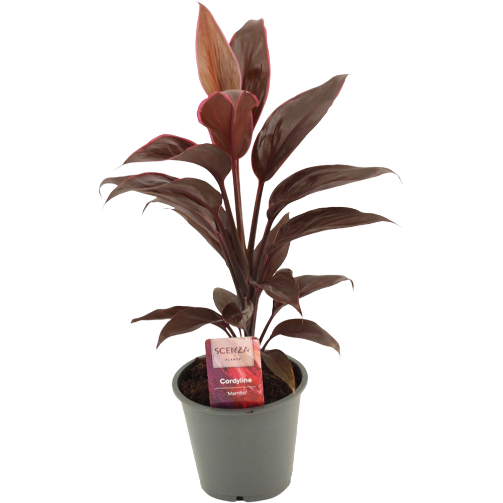 Cordyline Mambo, D 12 cm, H 35 cm
